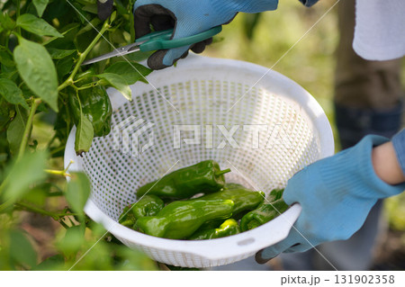 畑で野菜の収穫をする若い女性 畑で野菜の収穫をする若い女性 131902358