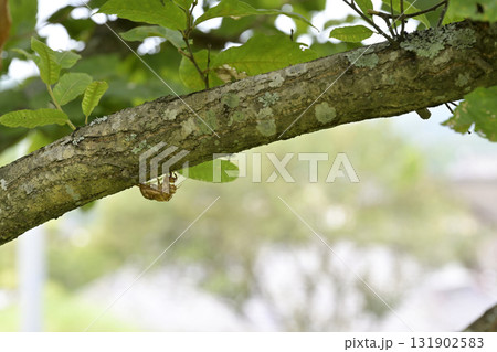 セミの抜け殻 131902583