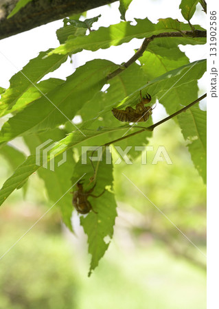 セミの抜け殻 131902586