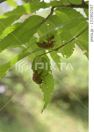 セミの抜け殻 131902587