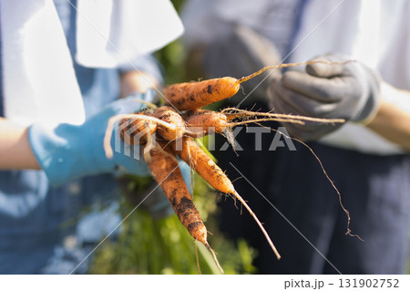 畑で野菜の収穫をする女性2人 131902752