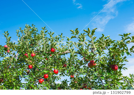 りんご農園 シナノスイート りんご農園 シナノスイート 131902799