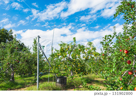 りんご農園　黄色りんご 131902800