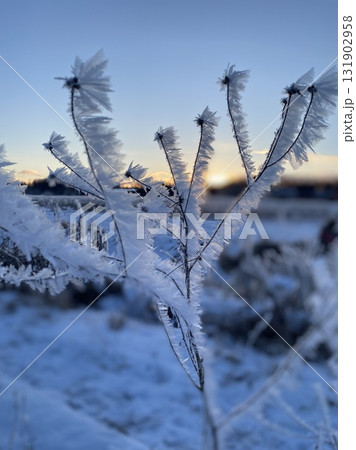 Frost crystals on dry plant branch at sunrise in winter field 131902958