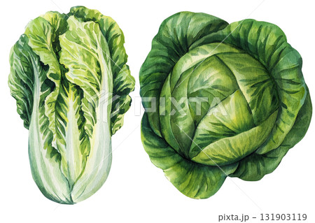 Watercolor Cabbage Set Green Napa Chinese and Round Cabbage Botanical Vegetables Organic Farm Fresh Garden Food Illustration 131903119