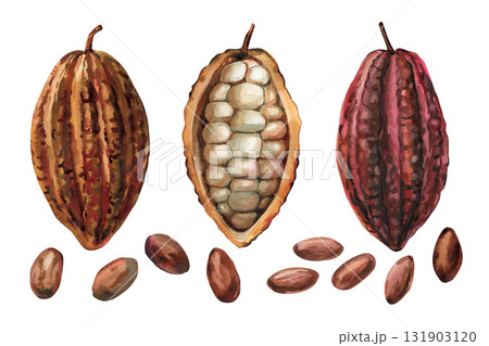 Cocoa pods and beans watercolor illustration cacao fruit exotic tropical chocolate ingredient food art set isolated 131903120