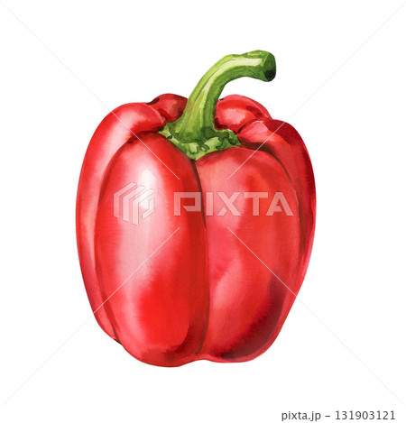 Watercolor red bell pepper vegetable illustration organic healthy food art for kitchen decor and cooking design 131903121