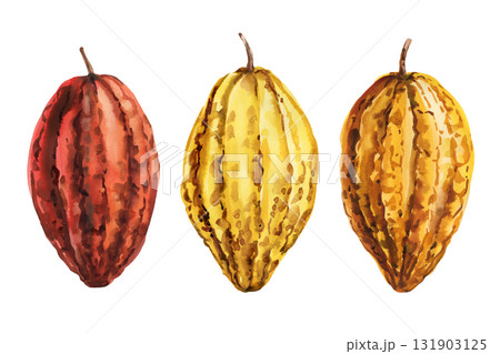 Watercolor Cocoa Pods Set. Red, Yellow and Brown Cacao Fruit Tropical Illustration for Chocolate and Botanical Design Watercolor Cocoa Pods Set. Red, Yellow and Brown Cacao Fruit Tropical Illustration for Chocolate and Botanical Design 131903125
