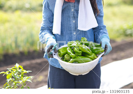 畑で野菜の収穫をする若い女性 畑で野菜の収穫をする若い女性 131903135