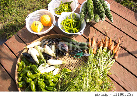 収穫したての新鮮な夏野菜 収穫したての新鮮な夏野菜 131903258