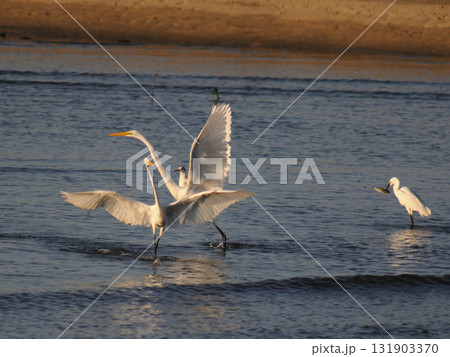 夕暮れの白鷺 夕暮れの白鷺 131903370