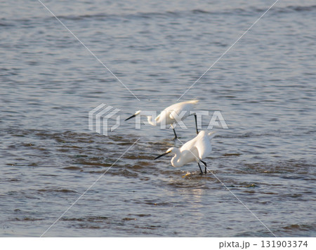 夕暮れの白鷺 131903374