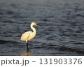 夕暮れの白鷺 131903376