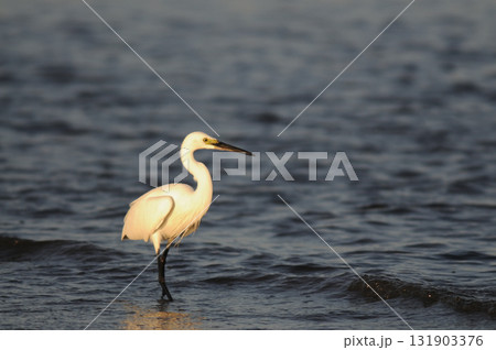 夕暮れの白鷺 夕暮れの白鷺 131903376