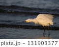 夕暮れの白鷺 131903377