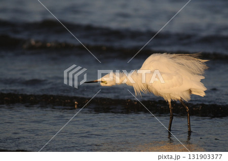 夕暮れの白鷺 131903377