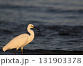 夕暮れの白鷺 131903378