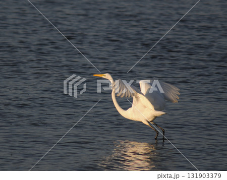 夕暮れの白鷺 131903379