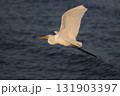 夕暮れの白鷺 131903397