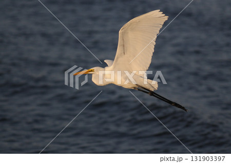 夕暮れの白鷺 131903397