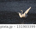 夕暮れの白鷺 131903399