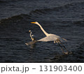 夕暮れの白鷺 131903400