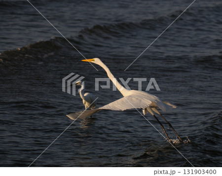 夕暮れの白鷺 131903400