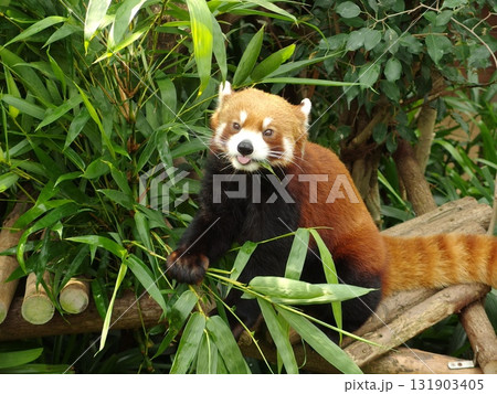 レッサーパンダ 131903405