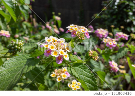 日本の広島県福山市の鞆の浦で見た可憐な植物 日本の広島県福山市の鞆の浦で見た可憐な植物 131903436