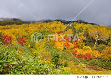 栂池自然園で見る山々の紅葉の風景 131903627