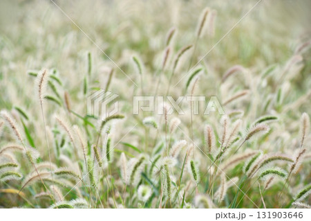 ネコジャラシ 131903646