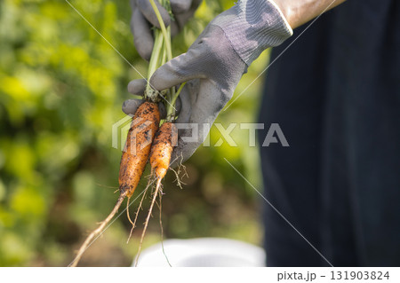 野菜の収穫をする女性 131903824