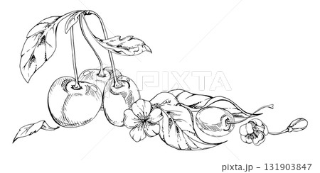 Sweet sour line cherry with plant leaves, white flowers, cerise berry in clusters on stems, hand drawn vector ink. Isolated composition illustration. Restaurant, cafe menu, wedding, farmers market 131903847