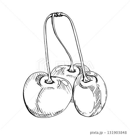 Sweet sour line cherry berries on stems, hand drawn vector ink, scattered ripe cerise drupes. Isolated on white composition illustration. For restaurant, cafe dessert menu, wedding, farmers market 131903848
