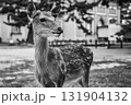 振り向く鹿　 131904132