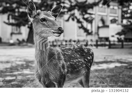 振り向く鹿 振り向く鹿 131904132