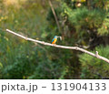 枝に止まるカワセミ 131904133
