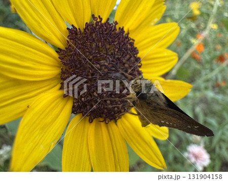 黄色い花にとまっている茶色い蝶 131904158