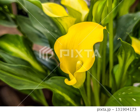 黄色いカラー 131904173