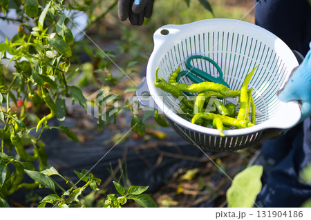 畑で野菜の収穫をする若い女性 畑で野菜の収穫をする若い女性 131904186