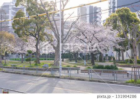 島津公園の満開の桜　（大阪府大阪市西区立売堀） 131904286