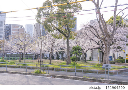 島津公園の満開の桜　（大阪府大阪市西区立売堀） 131904290