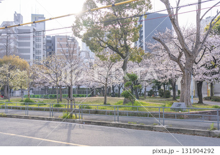 島津公園の満開の桜　（大阪府大阪市西区立売堀） 131904292