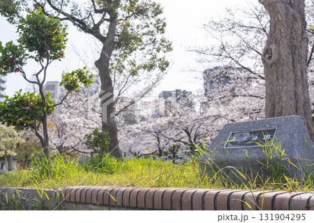 島津公園の満開の桜　（大阪府大阪市西区立売堀） 131904295