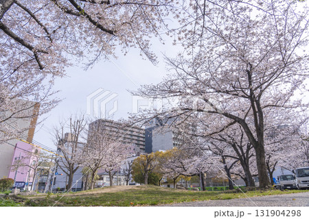島津公園の満開の桜　（大阪府大阪市西区立売堀） 131904298