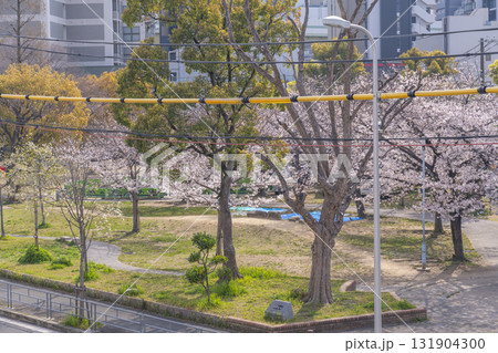 島津公園の満開の桜　（大阪府大阪市西区立売堀） 131904300