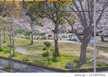 島津公園の満開の桜 (大阪府大阪市西区立売堀) 島津公園の満開の桜 (大阪府大阪市西区立売堀) 131904302