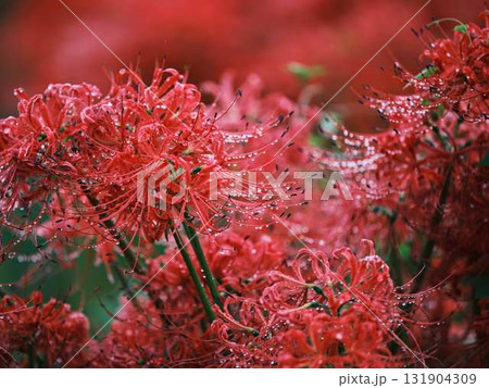 秋の彼岸花 秋の彼岸花 131904309