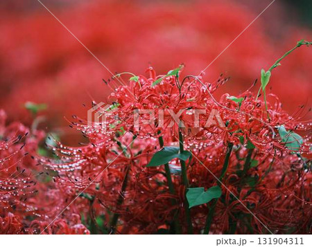 秋の彼岸花 131904311