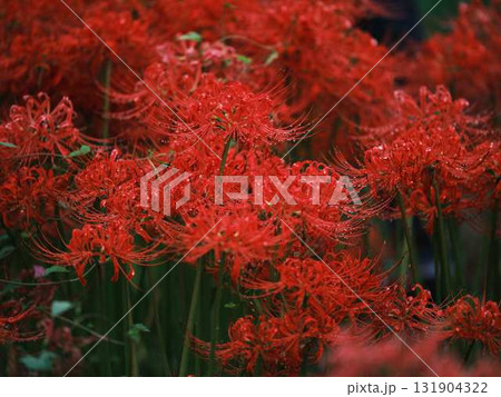 秋の彼岸花 秋の彼岸花 131904322